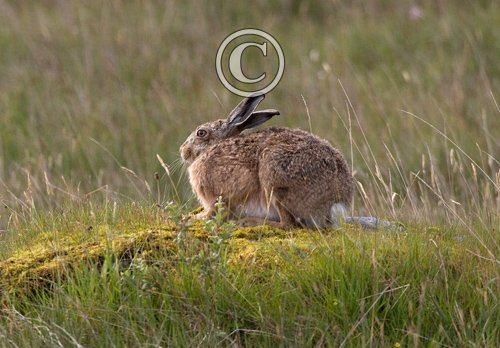 Brown Hare DM1160
